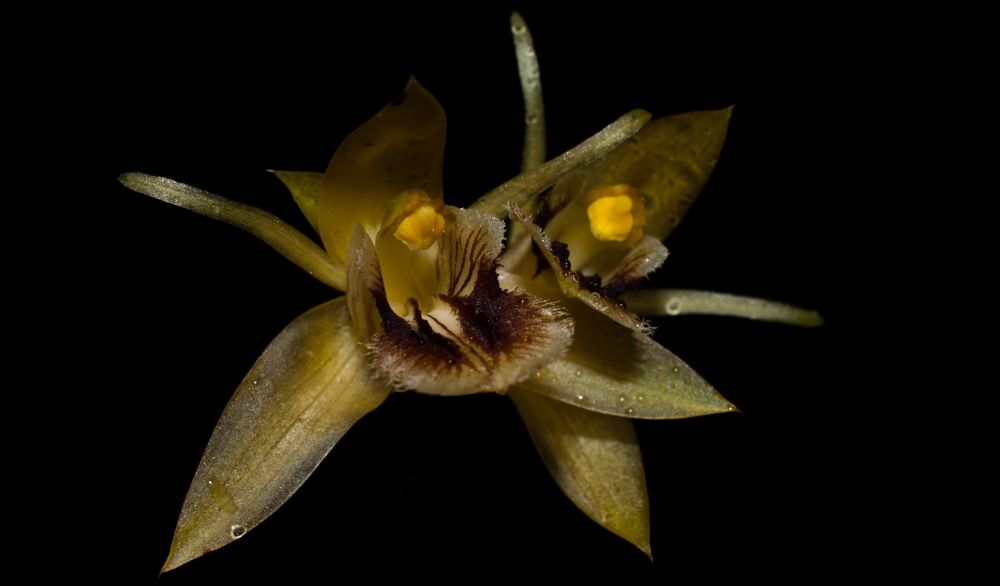 passiflora.ru