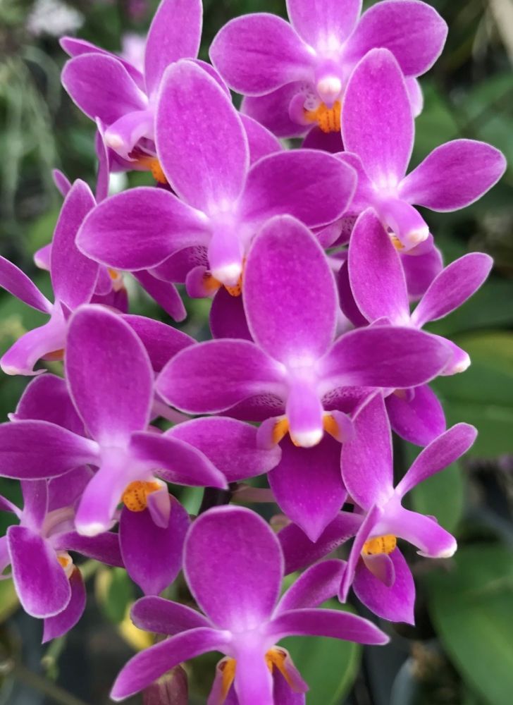 passiflora.ru