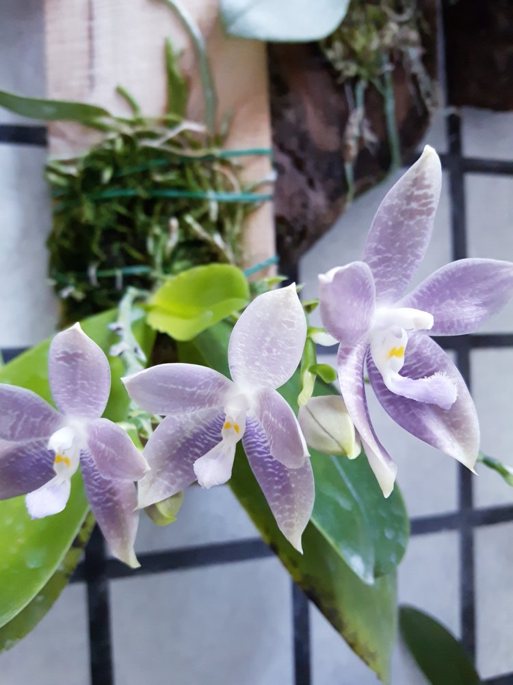 passiflora.ru