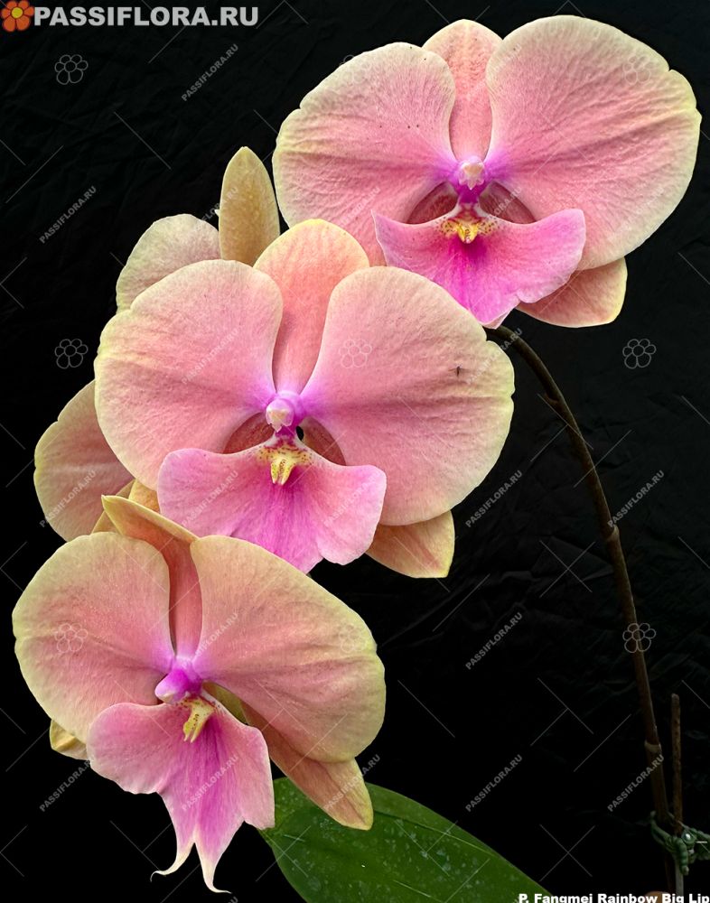 passiflora.ru