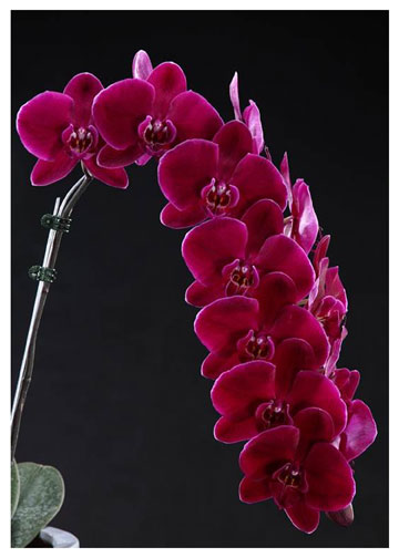 Phal. OX Black Face 'OX1647' AM/AOS ( x ) / Orchids.com