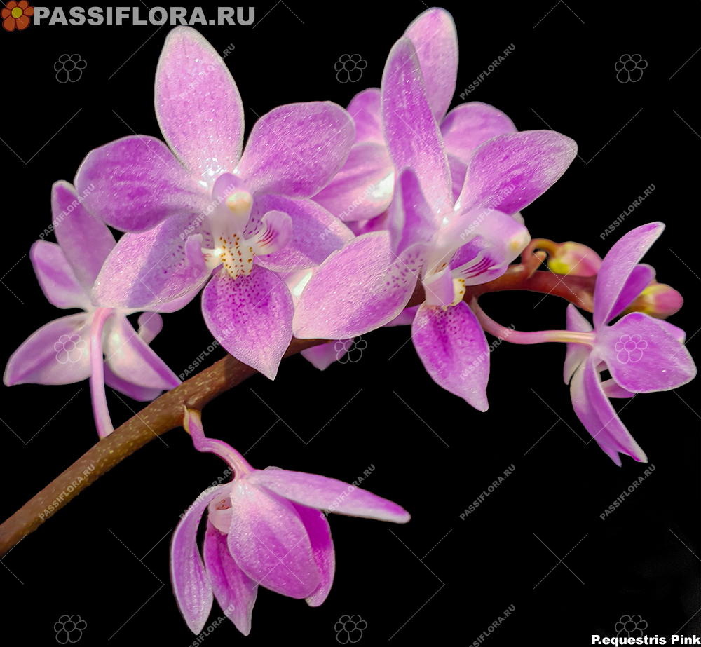 passiflora.ru