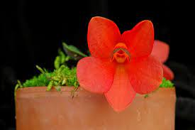 passiflora.ru