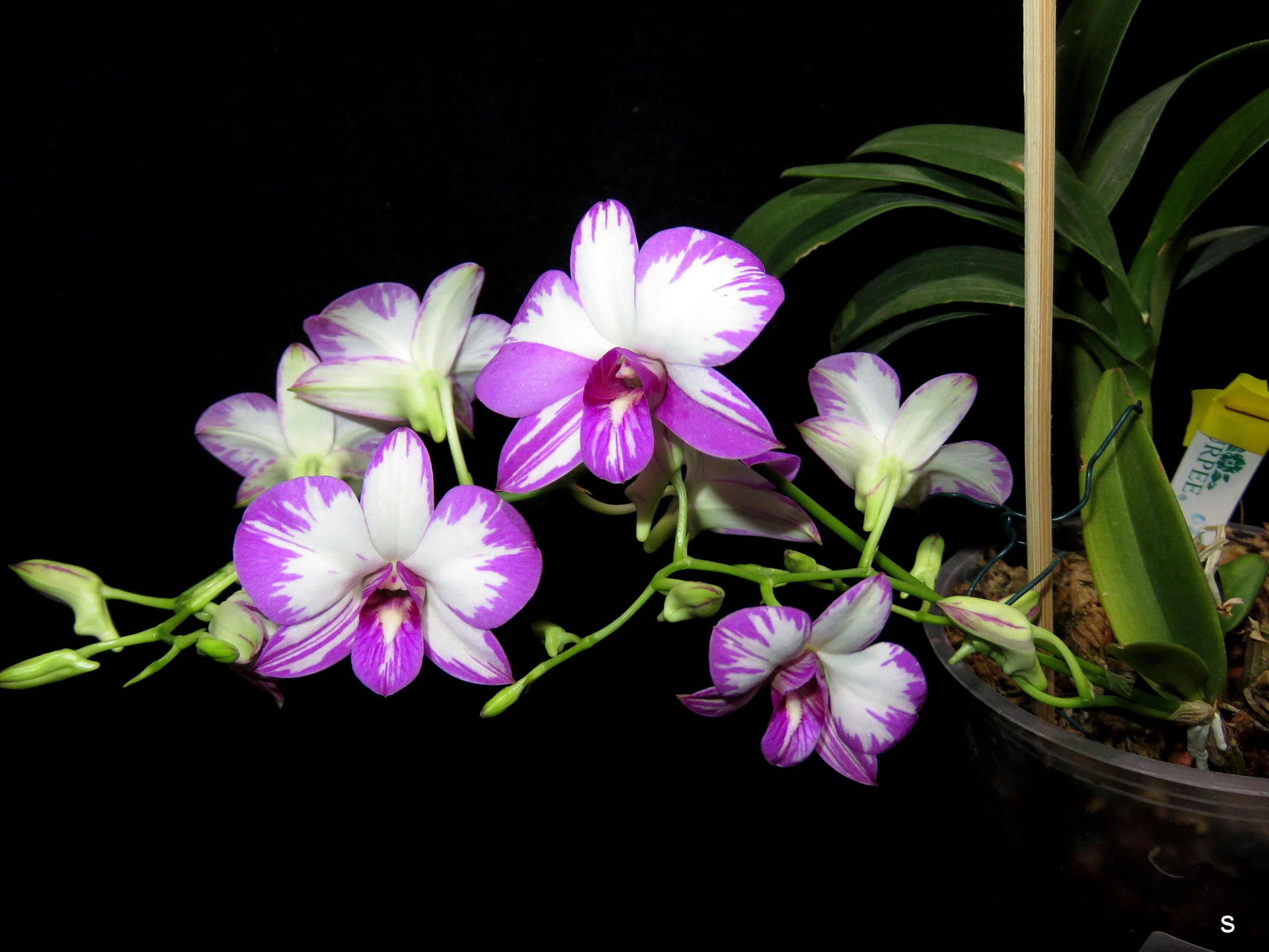 passiflora.ru
