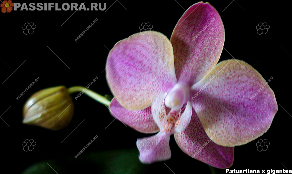 passiflora.ru