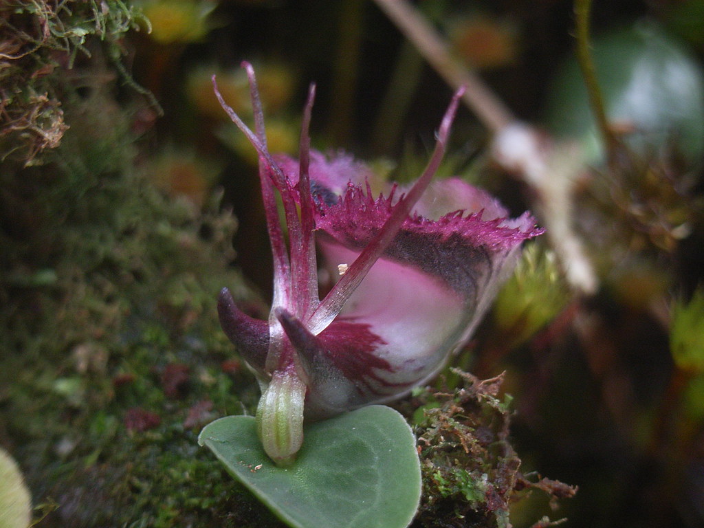 Corybas Орхидея