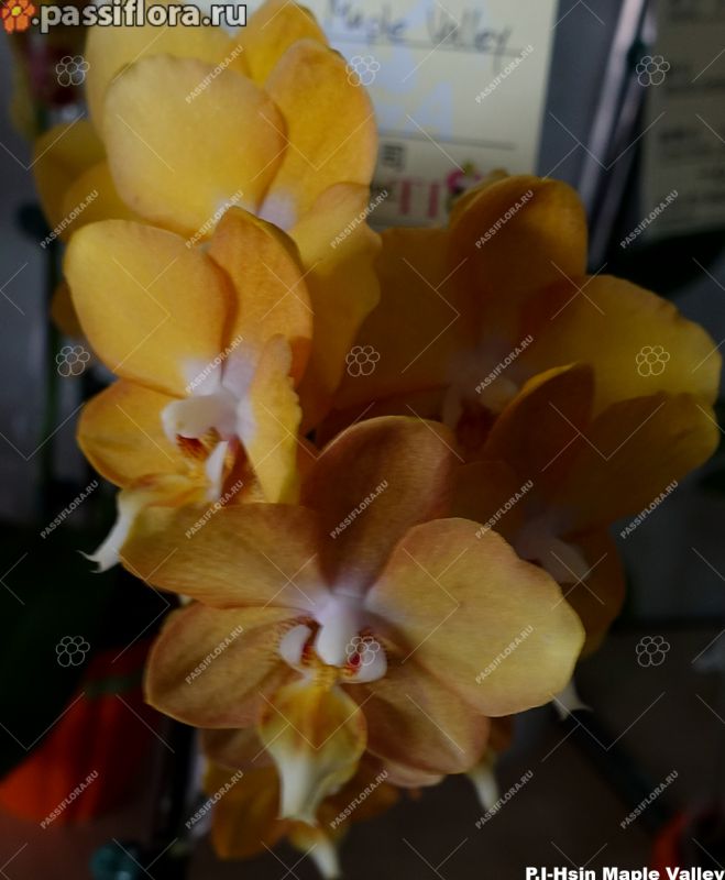 passiflora.ru