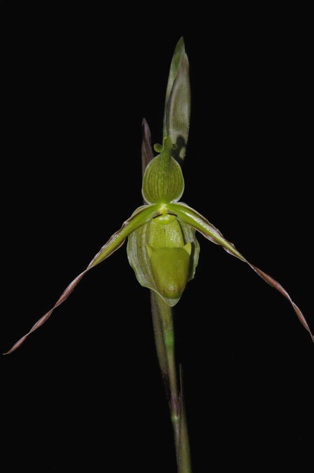 passiflora.ru