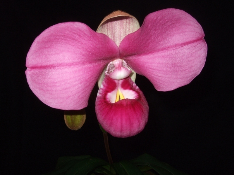 passiflora.ru
