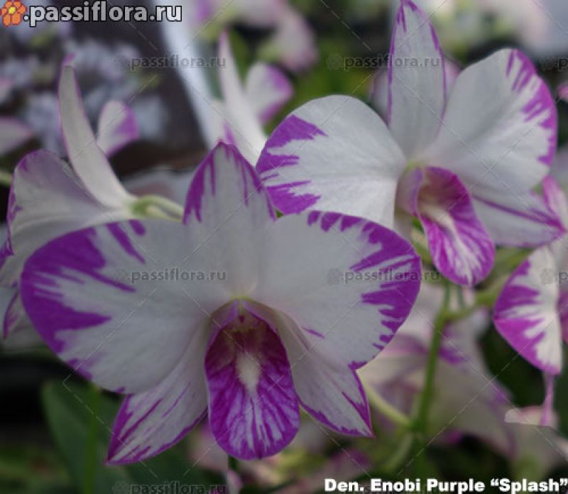passiflora.ru