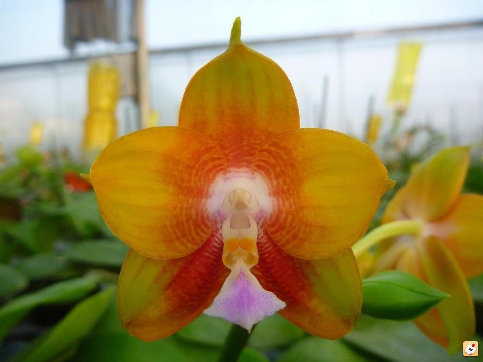 Ld s. Фаленопсис Bear King. Фаленопсис LD'S Bear King. Dragon Tree Eagle фаленопсис. Phal. LD S Bear King.