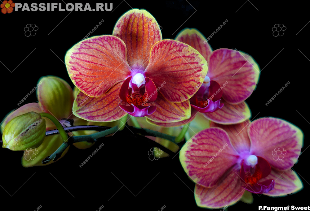 passiflora.ru