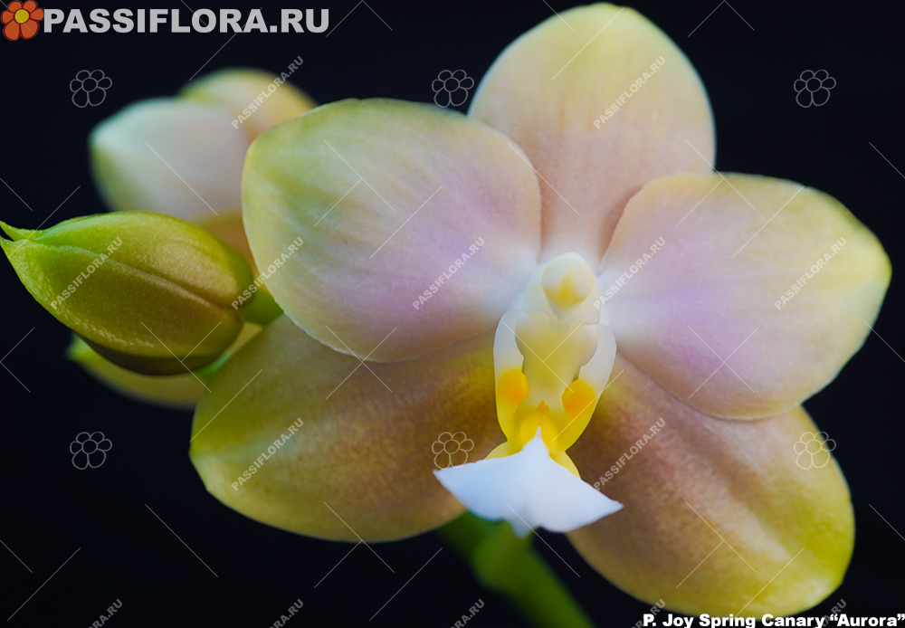 passiflora.ru
