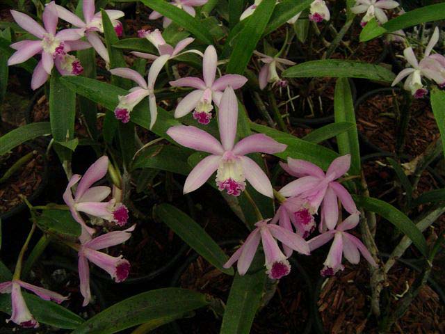 passiflora.ru