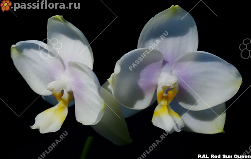 passiflora.ru
