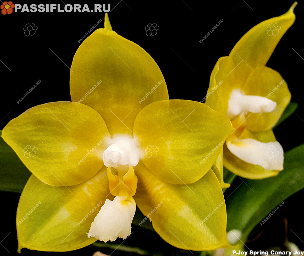 passiflora.ru