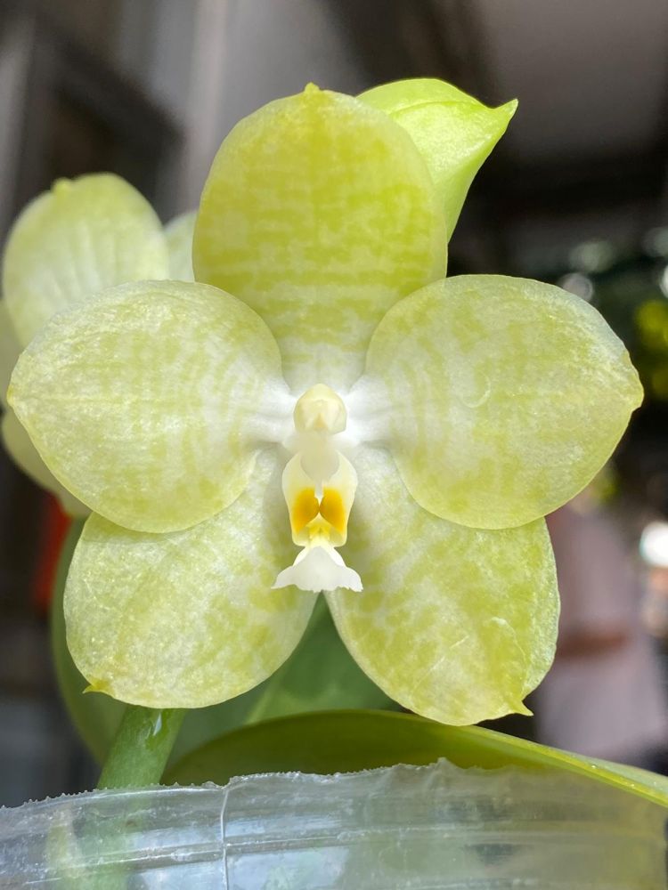 passiflora.ru