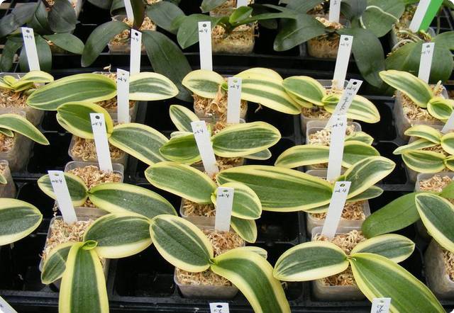 Вариегатная орхидея фото Вариегатная орхидея фото