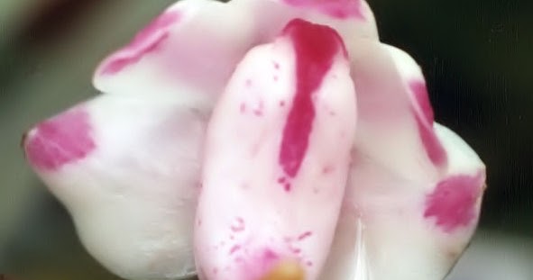 travaldo.blogspot.com