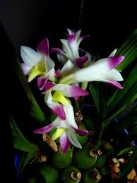 Coelia bella species orchid | Beautiful orchids, Unusual flowers, Orchids