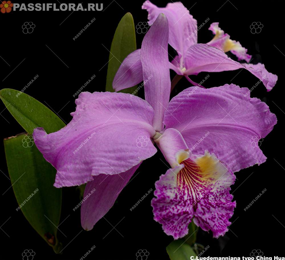 passiflora.ru