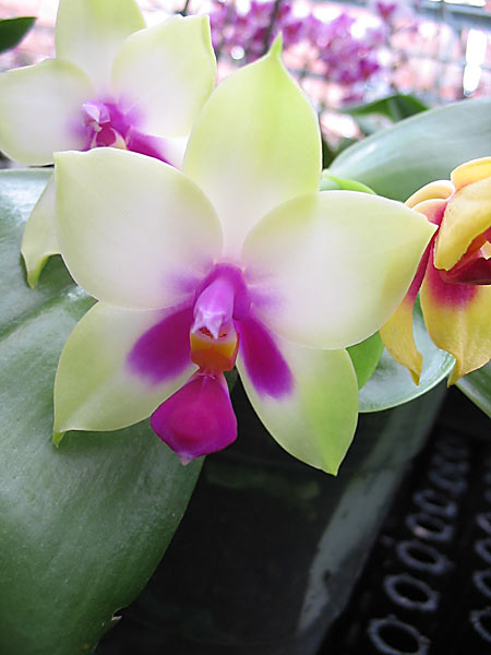 shop.orchideen-lucke.de